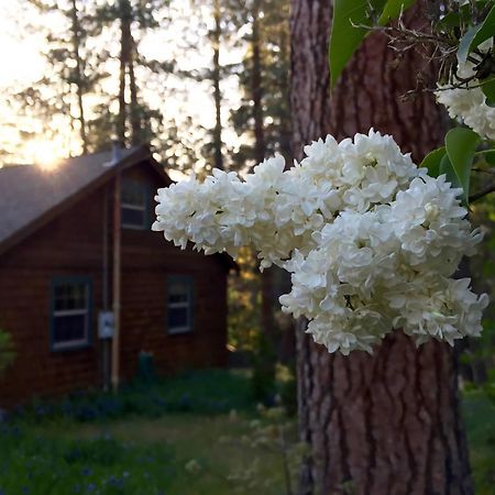 Villa Ahwahnee-Be Vintage Cabin - Walk To Town! Idyllwild Exterior foto