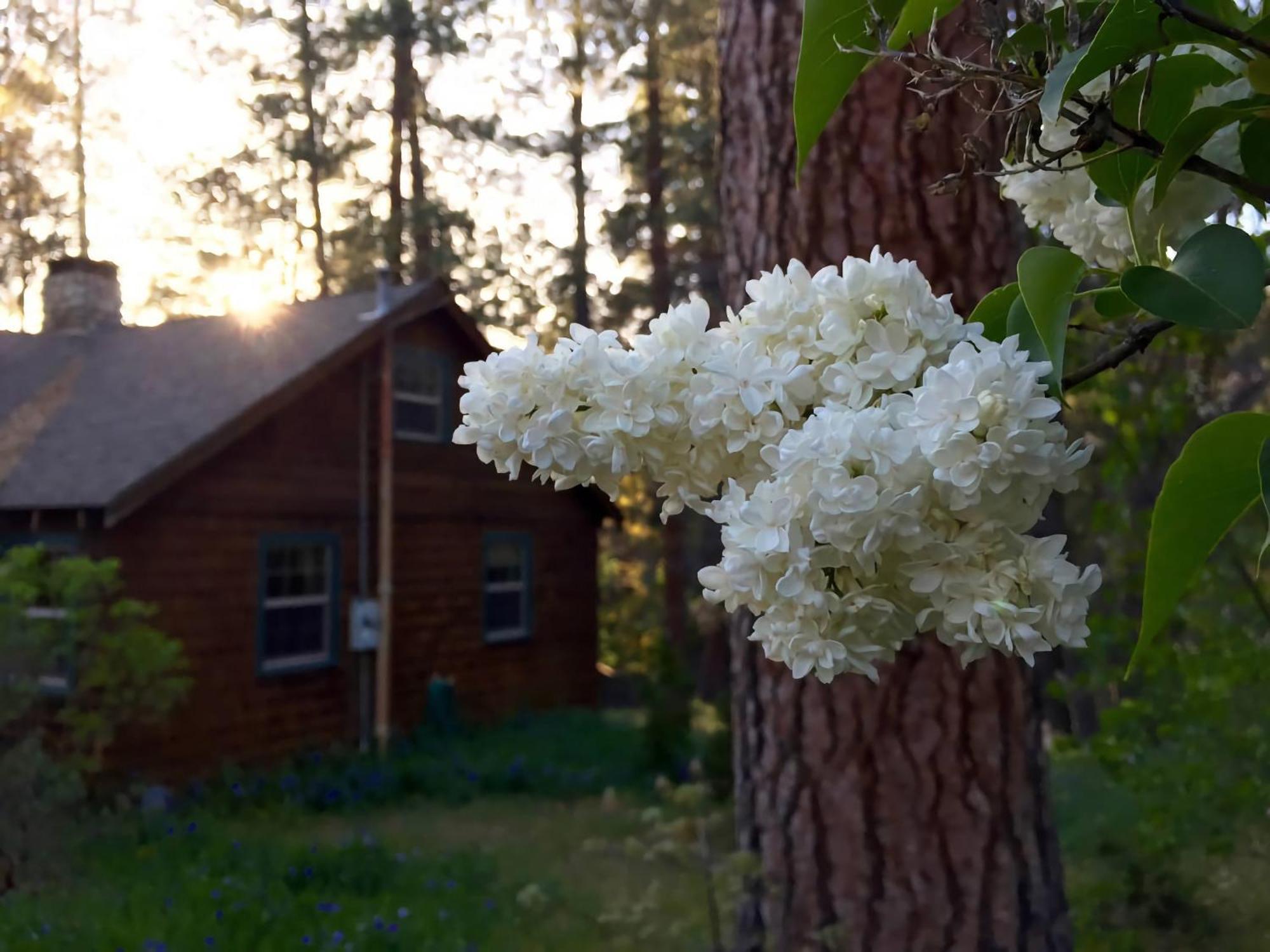 Villa Ahwahnee-Be Vintage Cabin - Walk To Town! Idyllwild Exterior foto