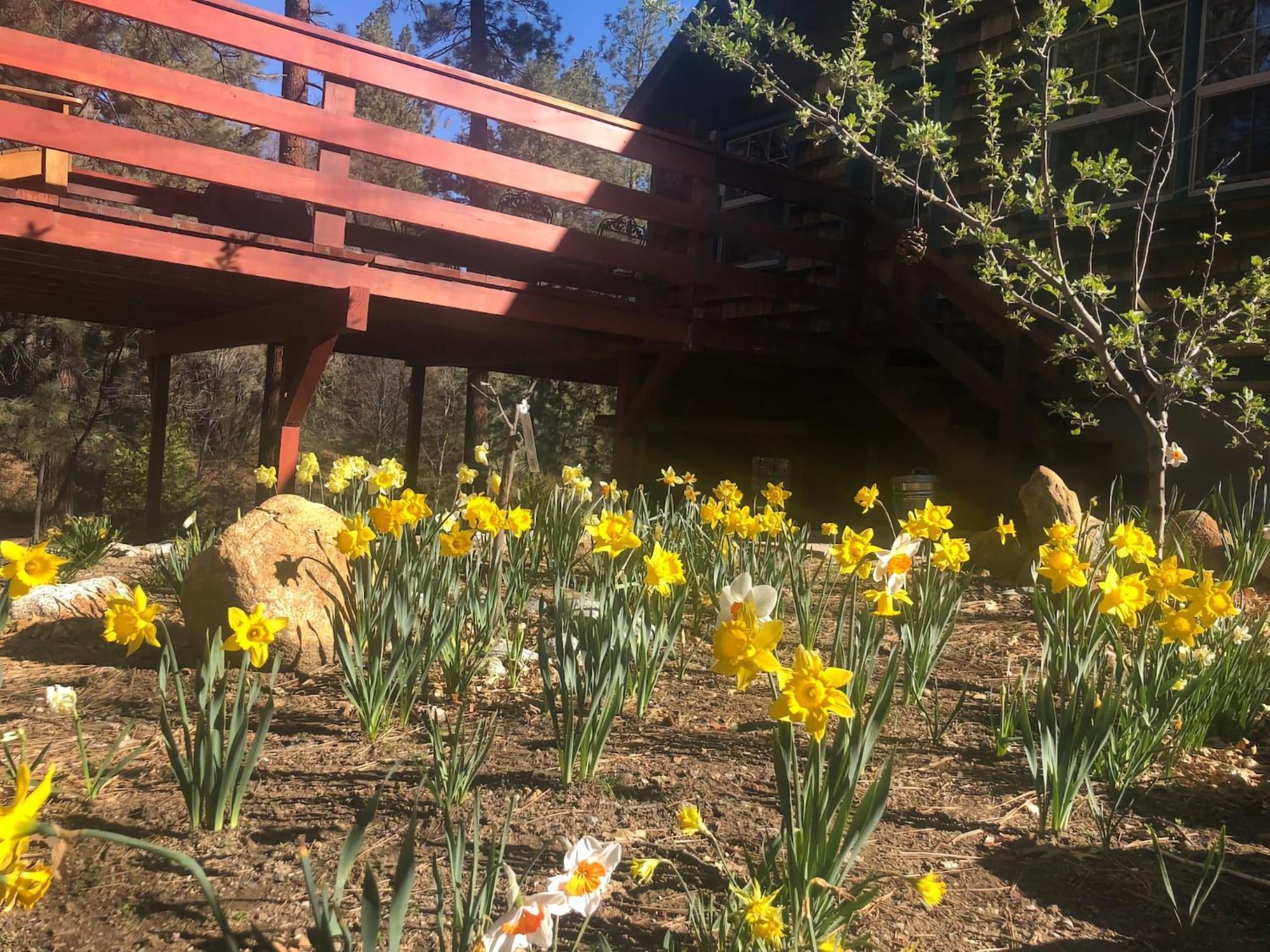 Villa Ahwahnee-Be Vintage Cabin - Walk To Town! Idyllwild Exterior foto